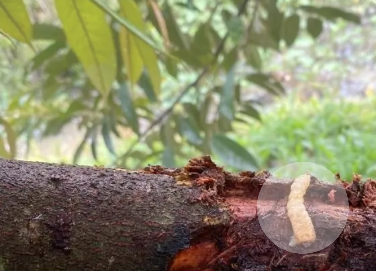 Những con sâu đục thân