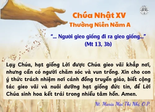 Chúa Nhật XV Thường niên A