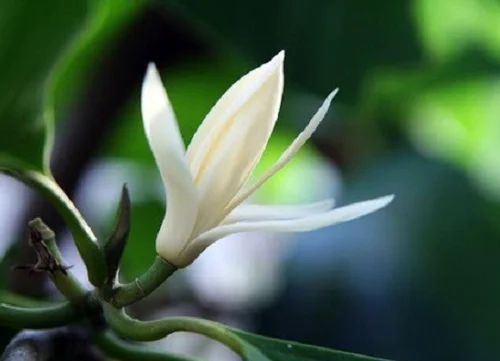 Chuyện cây Ngọc Lan