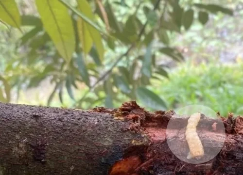 Những con sâu đục thân